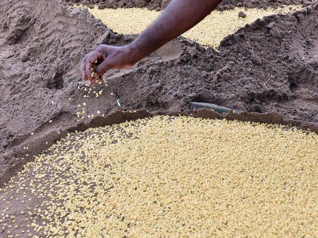 The crop doesn’t require any fertiliser or manure. (Pratham Gokhale) 