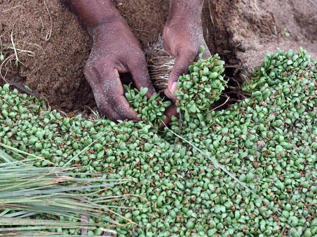Fenugreek is popularly known as ‘methi’. Its seeds are used as a spice and leaves as vegetable. (Pratham Gokhale) 
