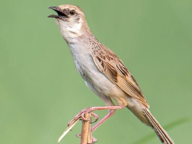 Bristled grassbird at Jawaharpur, Dera Bassi (Photo: Rajive Das) Bristled grassbird at Jawaharpur, Dera Bassi (Photo: Rajive Das)