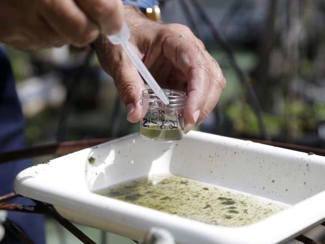 An officer takes water samples decanted from a watering jug to check for the presence of mosquito larvae. A 47-year-old woman was reported as the first locally transmitted Zika case in Singapore on Saturday. (AP file photo) An officer takes water samples decanted from a watering jug to check for the presence of mosquito larvae. A 47-year-old woman was reported as the first locally transmitted Zika case in Singapore on Saturday. (AP file photo)
