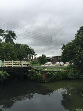 While nature purifies the wetlands, politics pollute it. Untouched by the much celebrated land redistribution efforts of the earlier Left Government, most inhabitants of the wetlands are landless labourers. (Dhrubajyoti Ghosh )