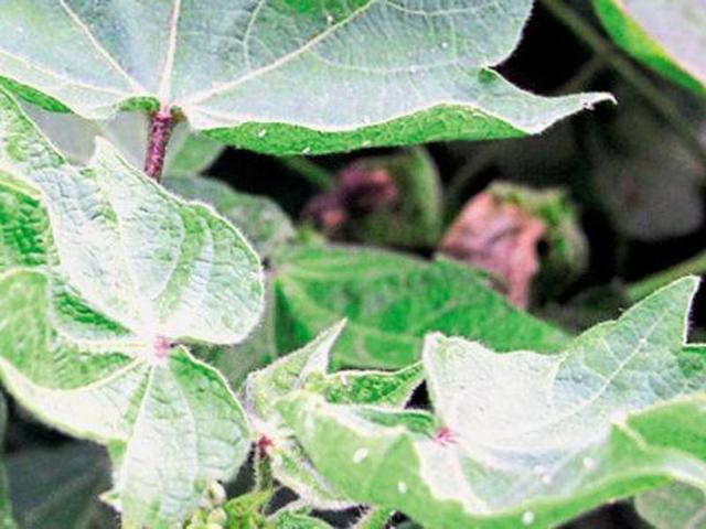The whitefly attack last year caused widespread damage in cotton belt. (HT File Photo) The whitefly attack last year caused widespread damage in cotton belt. (HT File Photo)