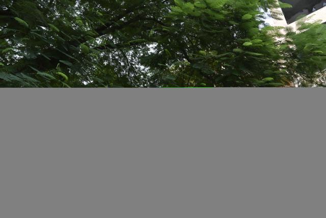 Locals say that trees in the colony have not been pruned for many years (Tribhuwan Sharma / HT Photo) Locals say that trees in the colony have not been pruned for many years (Tribhuwan Sharma / HT Photo)
