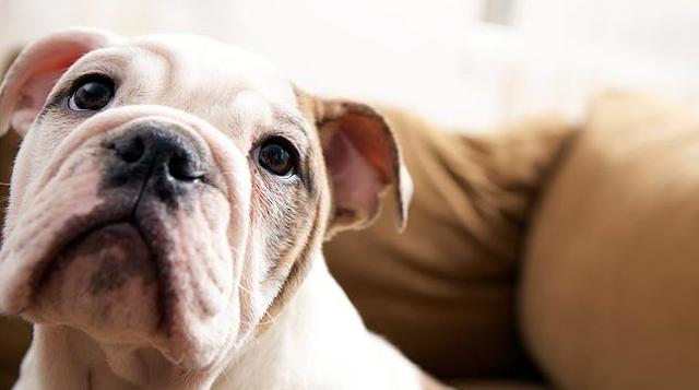 According to a new study, dogs seem to understand both human words and intonation. Intonation is another way that information is conveyed through speech, where, for example, praises tend to be conveyed with a higher and more varying pitch. (Tumblr) According to a new study, dogs seem to understand both human words and intonation. Intonation is another way that information is conveyed through speech, where, for example, praises tend to be conveyed with a higher and more varying pitch. (Tumblr)