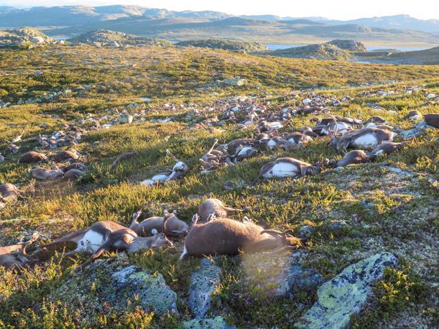 Dead wild reindeer are seen on Hardangervidda in Norway. (Reuters Photo) Dead wild reindeer are seen on Hardangervidda in Norway. (Reuters Photo)