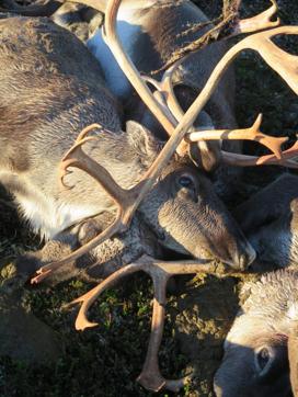 Three of some 300 dead wild reindeers struck by lightning are seen on a hill side on Hardangervidda mountain plateau. (AFP Photo) Three of some 300 dead wild reindeers struck by lightning are seen on a hill side on Hardangervidda mountain plateau. (AFP Photo)