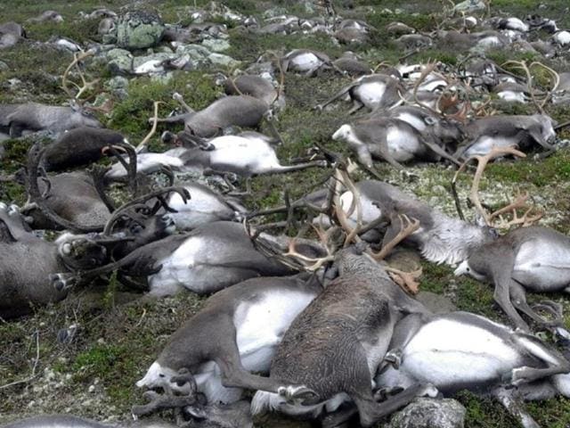 More than 300 wild reindeer have been killed by lightning in central Norway. (AP Photo) More than 300 wild reindeer have been killed by lightning in central Norway. (AP Photo)