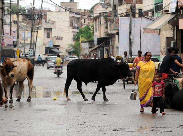 Stray animals roaming in Patiala on Monday. (Bharat Bhushan/HT Photo) Stray animals roaming in Patiala on Monday. (Bharat Bhushan/HT Photo)