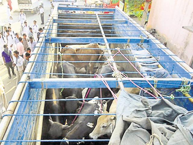 Cows being smuggled in special fortified trucks.(HT File Photo)