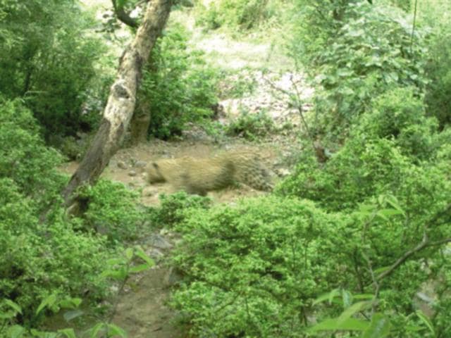 Over the weekend, a camera installed in the Mangar-Bandhwari area captured clear footage of a full-grown leopard, indicating that the forested areas in the region can still serve as a wildlife habitat for Delhi-NCR (Camera Images) Over the weekend, a camera installed in the Mangar-Bandhwari area captured clear footage of a full-grown leopard, indicating that the forested areas in the region can still serve as a wildlife habitat for Delhi-NCR (Camera Images)