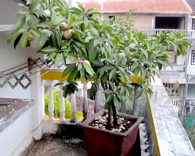 Chikoo growing in a pot