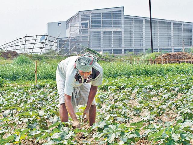 A farmer grows vegetable in a piece of land near the abandoned Nano factory in Singur.The Supreme Court asked the state government on Wednesday to take possession and redistribute the land.(HT File Photo)