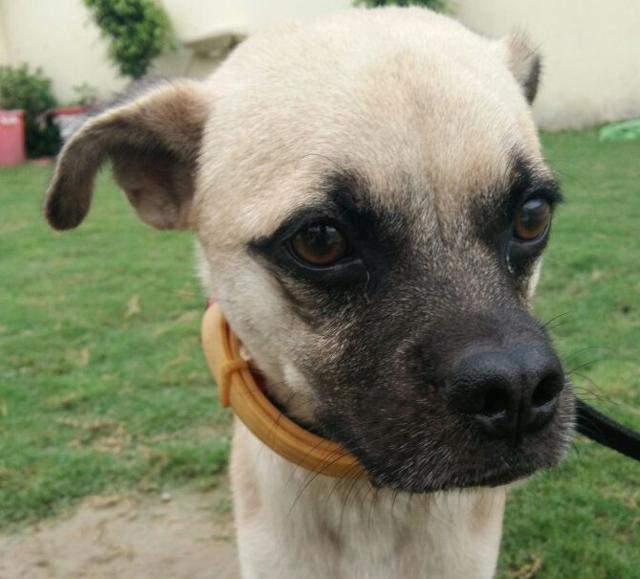 Smurf, a Pug and Spitz cross. Smurf, a Pug and Spitz cross.