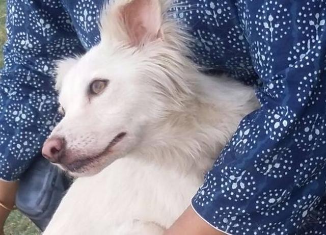 Mishti, a one-year-old Spitz. Mishti, a one-year-old Spitz.