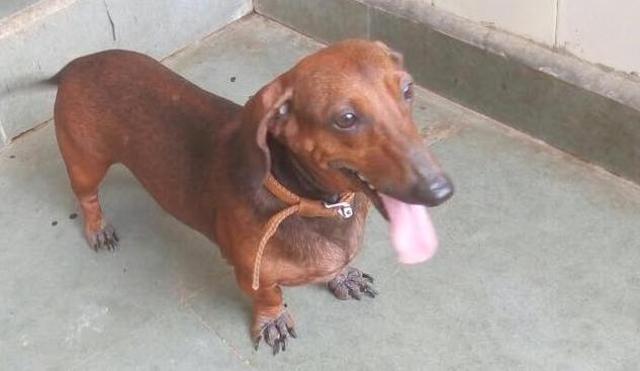 Millie, a three-year-old female Dachshund. Millie, a three-year-old female Dachshund.
