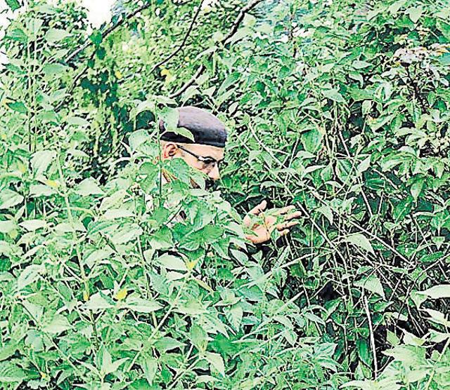 Chakradharpur police searching for evidence of the girls’ gang rape in the jungles near West Singhbhum district’s Kayapta.(HT Photo) Chakradharpur police searching for evidence of the girls’ gang rape in the jungles near West Singhbhum district’s Kayapta.(HT Photo)