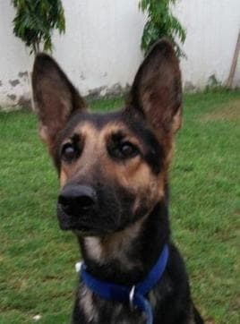 Gia, a ten-month-old gorgeous German Shepherd girl. Gia, a ten-month-old gorgeous German Shepherd girl.