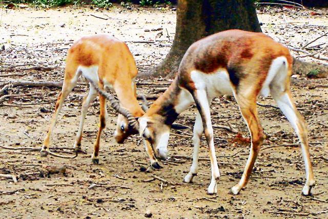 Spread over 30 acres on a hilly terrain of Hangla Pahadi, the Maithon park has 242 deer. (Chandan Paul / HT Photo) Spread over 30 acres on a hilly terrain of Hangla Pahadi, the Maithon park has 242 deer. (Chandan Paul / HT Photo)