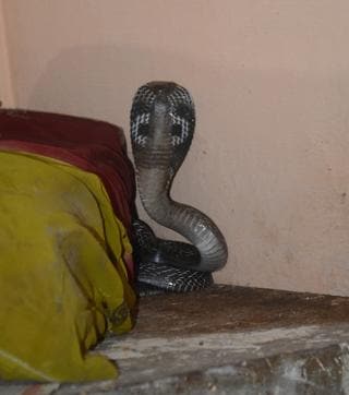 The five-foot snake, suspected to be a cobra, was spotted inside her house and later relocated to a forest. (Sakib Ali/HT Photo)