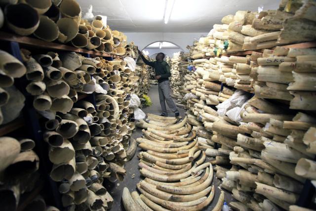 A Zimbabwe National Parks official inspects the stock during a tour of the country's ivory stockpile in Harare. (AP File Photo)