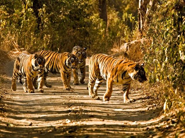 In this file photo, four full-grown tigers are seen walking on a forest track of the Ranthambore Tiger Reserve.(HT Photo)