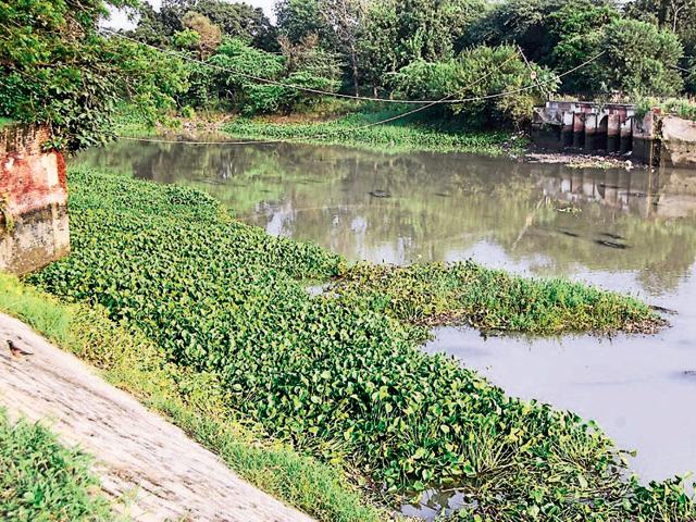 The Kanjli wetland in Kapurthala; and (right) youths taking drugs near the wetland.(HT Photo) The Kanjli wetland in Kapurthala; and (right) youths taking drugs near the wetland.(HT Photo)