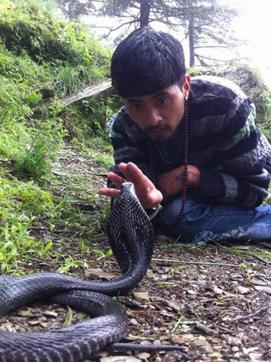 Nimish Singh Danu tries to capture spectacled cobra. (HT Photo) Nimish Singh Danu tries to capture spectacled cobra. (HT Photo)