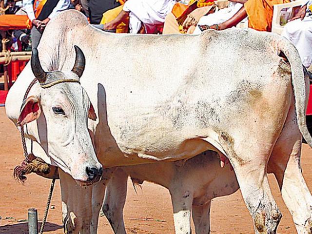 Stench from a truck carrying chicken feed led villagers to suspect the truck was carrying beef, irking them. (HT File Photo) Stench from a truck carrying chicken feed led villagers to suspect the truck was carrying beef, irking them. (HT File Photo)
