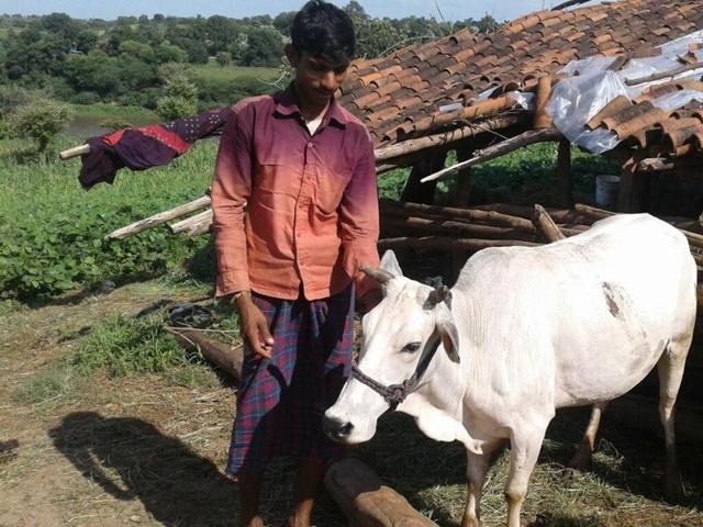 A farmer from Masni village in Alirajpur district with a cow. (Arun Mondhe/ HT) A farmer from Masni village in Alirajpur district with a cow. (Arun Mondhe/ HT)