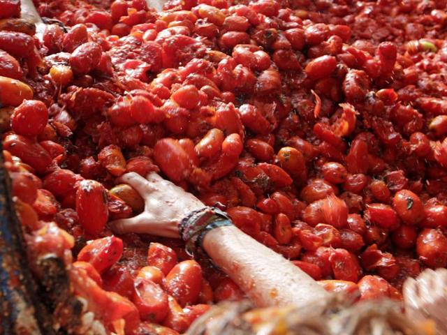 What led to riot and what happened later is hardly remembered. However, the act itself was enjoyed so much that it was repeated the next year and year after that till it became a tradition. A reveler takes tomatoes to throw them into the crowd. (AP)