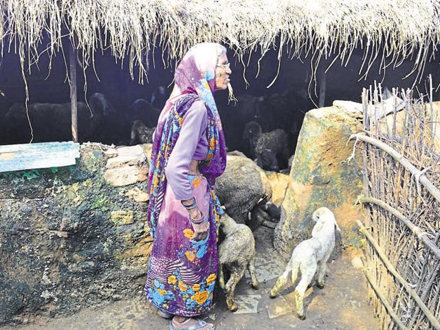 Gwalior’s sheep rearing community member Bitto Bai (70) in a small thatched hut with the animals. (Umesh Singh / HT photo) Gwalior’s sheep rearing community member Bitto Bai (70) in a small thatched hut with the animals. (Umesh Singh / HT photo)