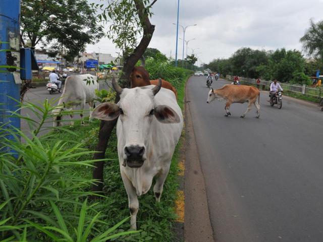 Cows at Hingoniya Cow Rehabilitation Centre in Jaipur.(HT File Photo) Cows at Hingoniya Cow Rehabilitation Centre in Jaipur.(HT File Photo)
