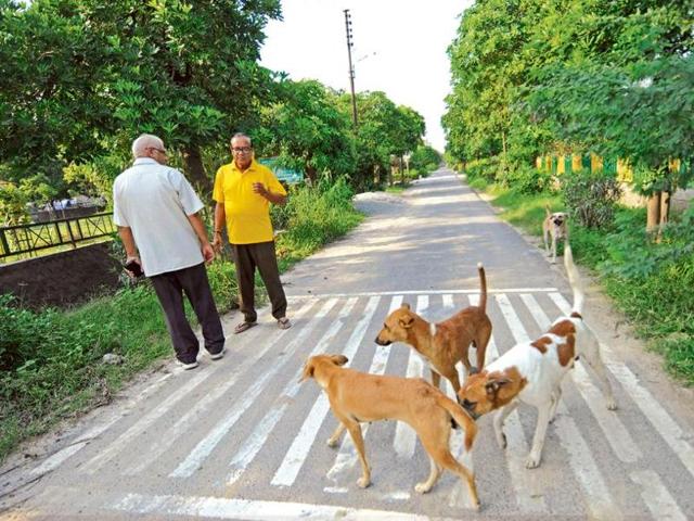 Residents urge authority to check stray dog menace in Noida - Hindustan Times Residents urge authority to check stray dog menace in Noida - Hindustan Times
