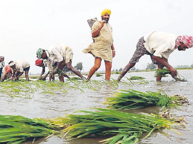 Doom for Punjab': Paddy yield to be all-time high, good news or bad? - Hindustan Times