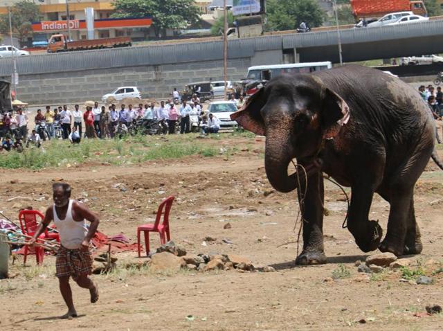 Officials had a tough time taming the elephant.(Bhanudas H.Hivrale)