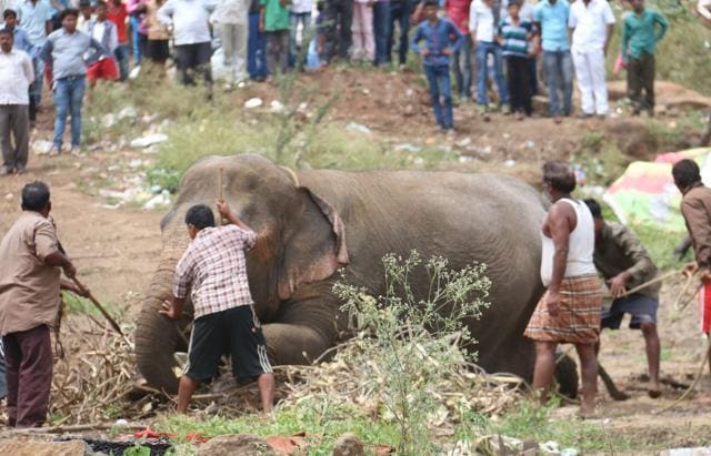 Municipal officials calmed the elephant down with the help of locals. (Bhanubas Hirwale) Municipal officials calmed the elephant down with the help of locals. (Bhanubas Hirwale)