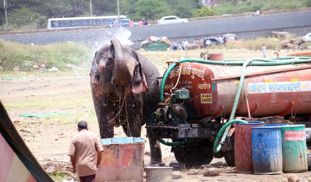 The pachyderm belongs to Rambo Circus. (Bhanudas H.Hivrale) The pachyderm belongs to Rambo Circus. (Bhanudas H.Hivrale)