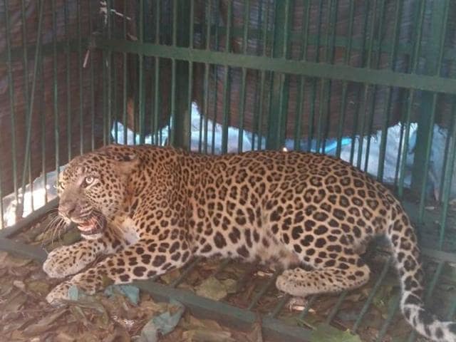The leopardess was lured into the cage by using a puppy for bait (Photo credit : Yogesh Chandekar) The leopardess was lured into the cage by using a puppy for bait (Photo credit : Yogesh Chandekar)