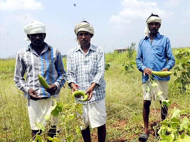 Maharashtra government had decided to increase the number of the farmers substantially from last year. (HT PHOTO) Maharashtra government had decided to increase the number of the farmers substantially from last year. (HT PHOTO)