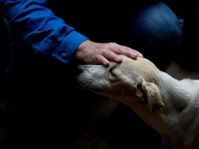 No figures are available, but activists and veterinarians say they are seeing a growing number of dogs and cats abandoned at Venezuela's parks, shelters, and private clinics. (AP) No figures are available, but activists and veterinarians say they are seeing a growing number of dogs and cats abandoned at Venezuela's parks, shelters, and private clinics. (AP)