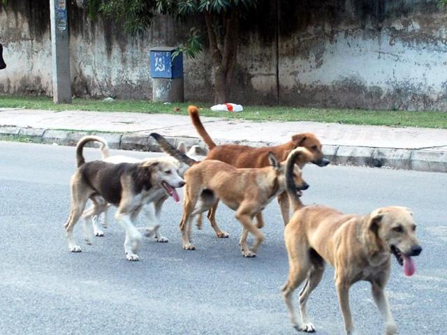 A pack of stray dogs mauled an eight-year-old girl to death in Jharkhand’s Ramgarh district.(HT File Photo/ Representative image)