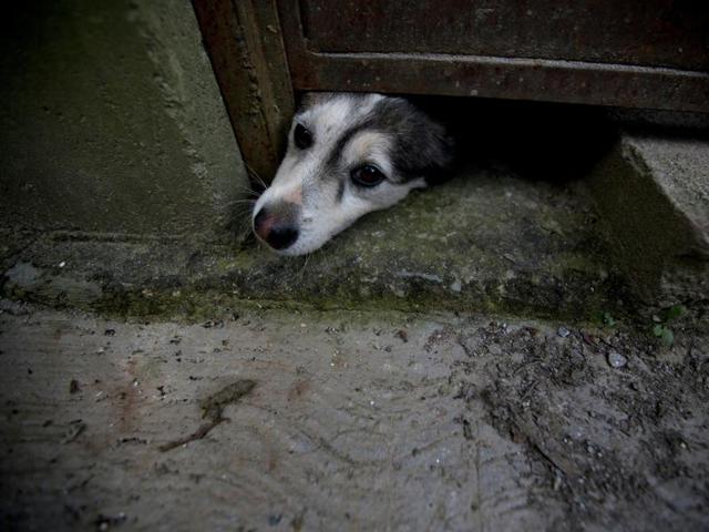 An abandoned dog pokes his head out from under a door. (AP) An abandoned dog pokes his head out from under a door. (AP)