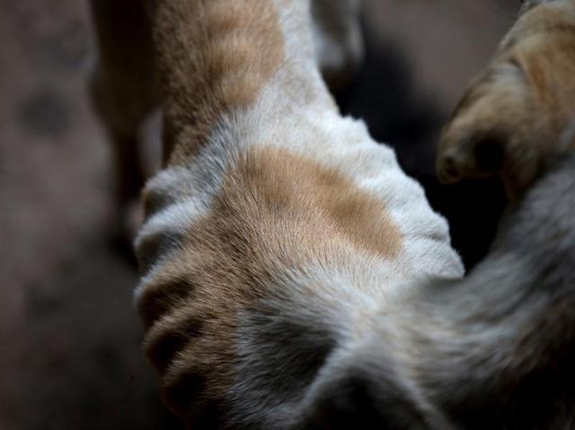 An abandoned dog so skinny his ribcage is visible waits to be fed at a private shelter in the working-class Caracas neighbourhood of El Junquito, Venezuela. (AP) An abandoned dog so skinny his ribcage is visible waits to be fed at a private shelter in the working-class Caracas neighbourhood of El Junquito, Venezuela. (AP)