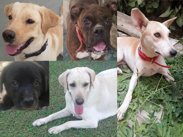 This week, up for adoption are two Labradors, a Labrador Indie mix, an Indie girl, and a Boxer. This week, up for adoption are two Labradors, a Labrador Indie mix, an Indie girl, and a Boxer.