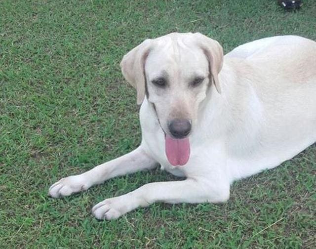 Nano, a Labrador girl. Nano, a Labrador girl.