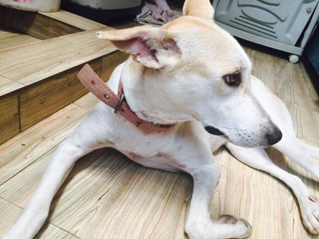 Zuzu, a gorgeous Indie girl. Zuzu, a gorgeous Indie girl.