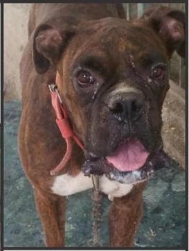 Ross, a male Boxer. Ross, a male Boxer.
