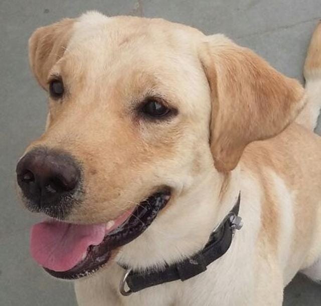 Woofie, a labrador Woofie, a labrador