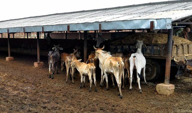 Cattle in pathetic condition at Hingonia cow rehab centre located on the outskirts of Jaipur. (PTI Photo) Cattle in pathetic condition at Hingonia cow rehab centre located on the outskirts of Jaipur. (PTI Photo)