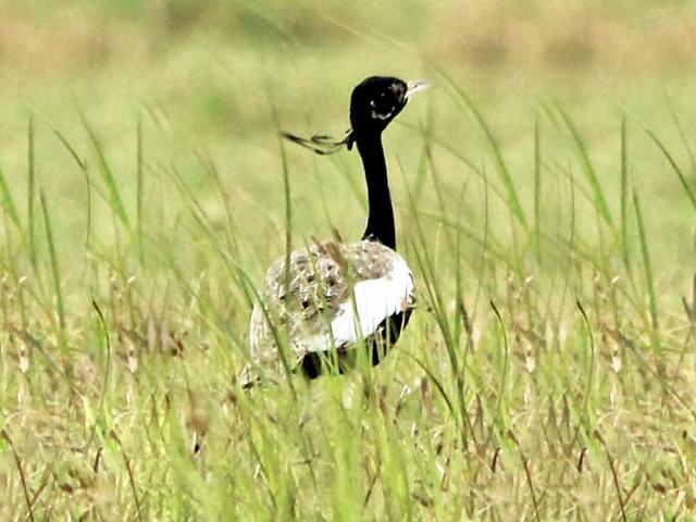 While 34 Kharmors were sighted in Madhya Pradesh last year, only 24 have been sighted this year.(HT file photo)